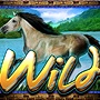 Wild серая лошадь Wild серая лошадь