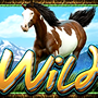 Wild пятнистая лошадь Wild пятнистая лошадь